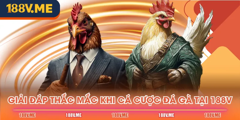 Giải đáp thắc mắc khi cá cược đá gà tại 188V
